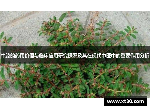 牛膝的药用价值与临床应用研究探索及其在现代中医中的重要作用分析